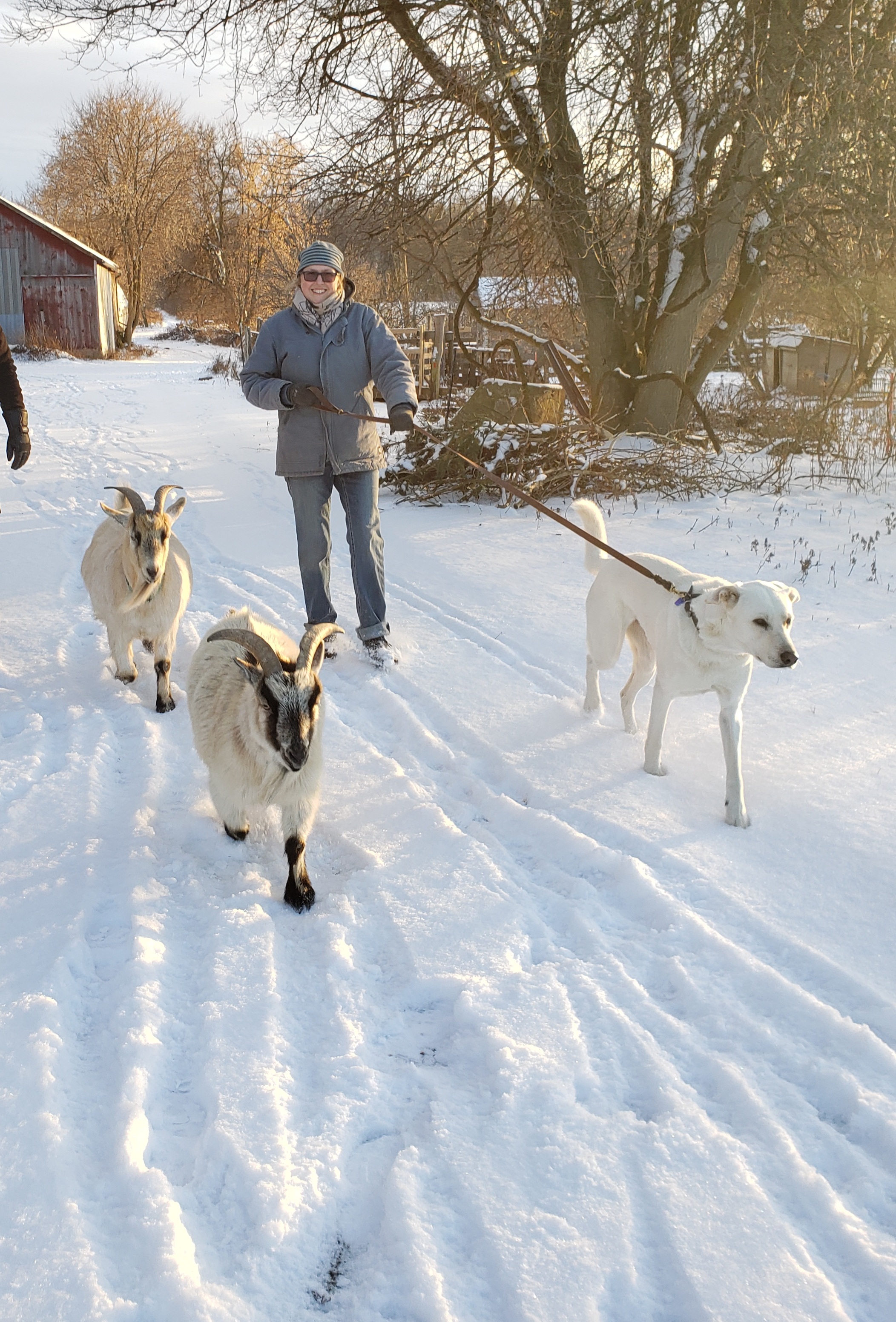 Janet with goats and a dog at Stone Meadow Farm in winter